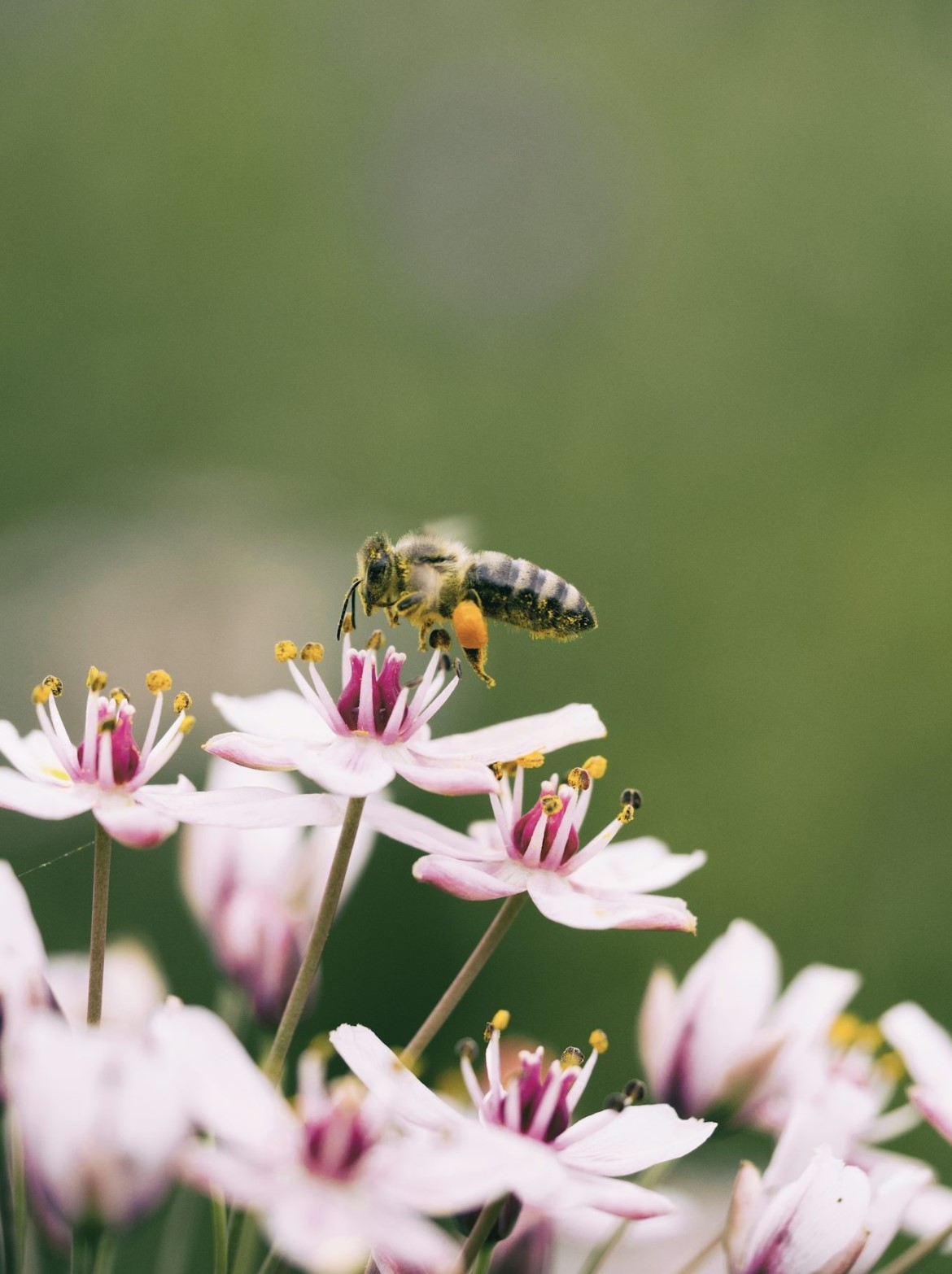 Lebensraum für Insekten
