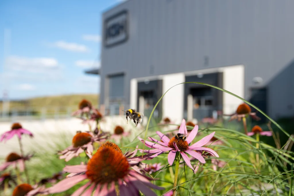 Eine Biene fliegt über pinke Blumen in einem Garten mit einem modernen Gebäude im Hintergrund.